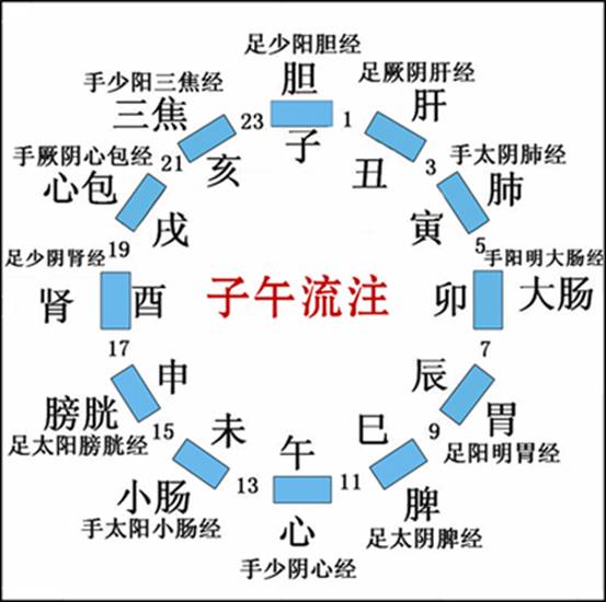 十二經(jīng)脈、任脈、督脈運行動態(tài)圖