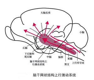 音樂治療學(xué)與生物醫(yī)學(xué)